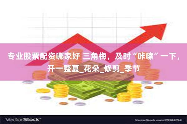 专业股票配资哪家好 三角梅，及时“咔嚓”一下，开一整夏_花朵_修剪_季节