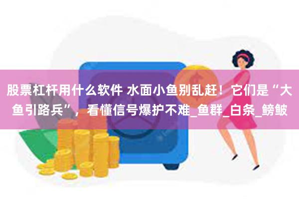 股票杠杆用什么软件 水面小鱼别乱赶！它们是“大鱼引路兵”，看懂信号爆护不难_鱼群_白条_鳑鲏